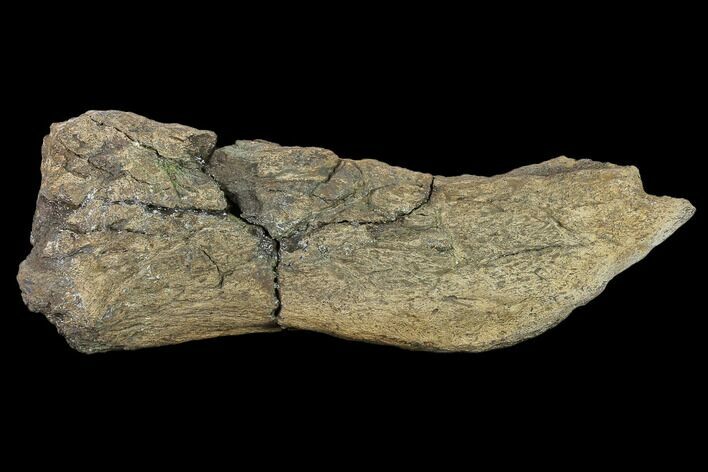 Fossil Dinosaur (Triceratops) Frill Section - North Dakota #134322